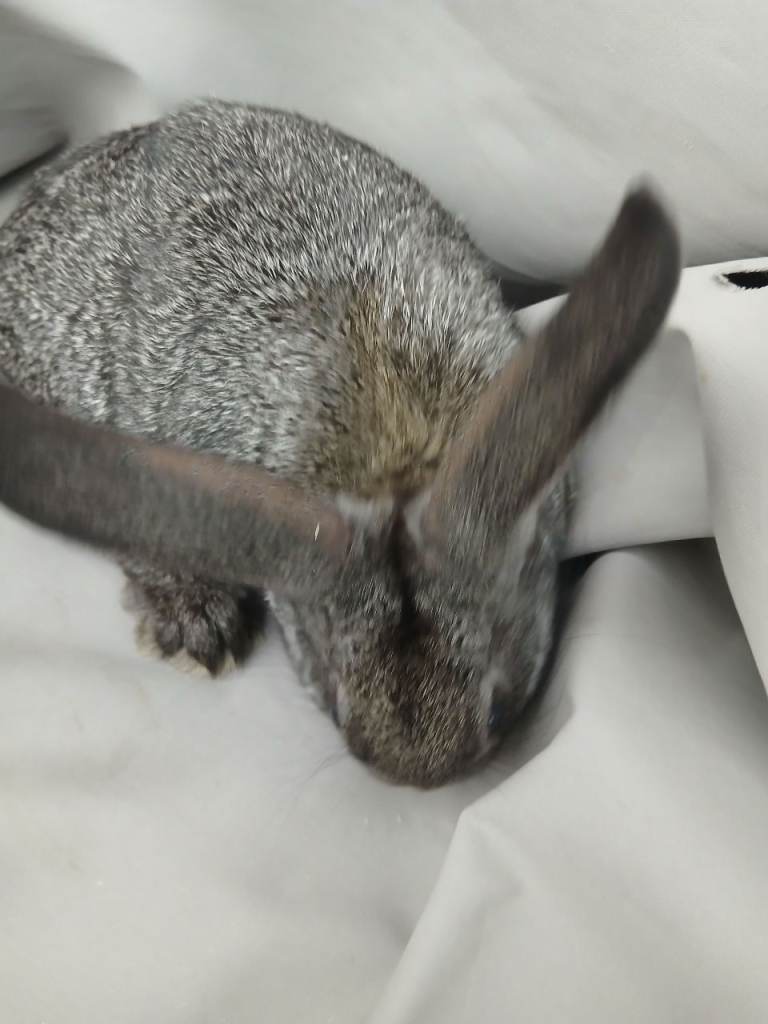 Baby bunnies 