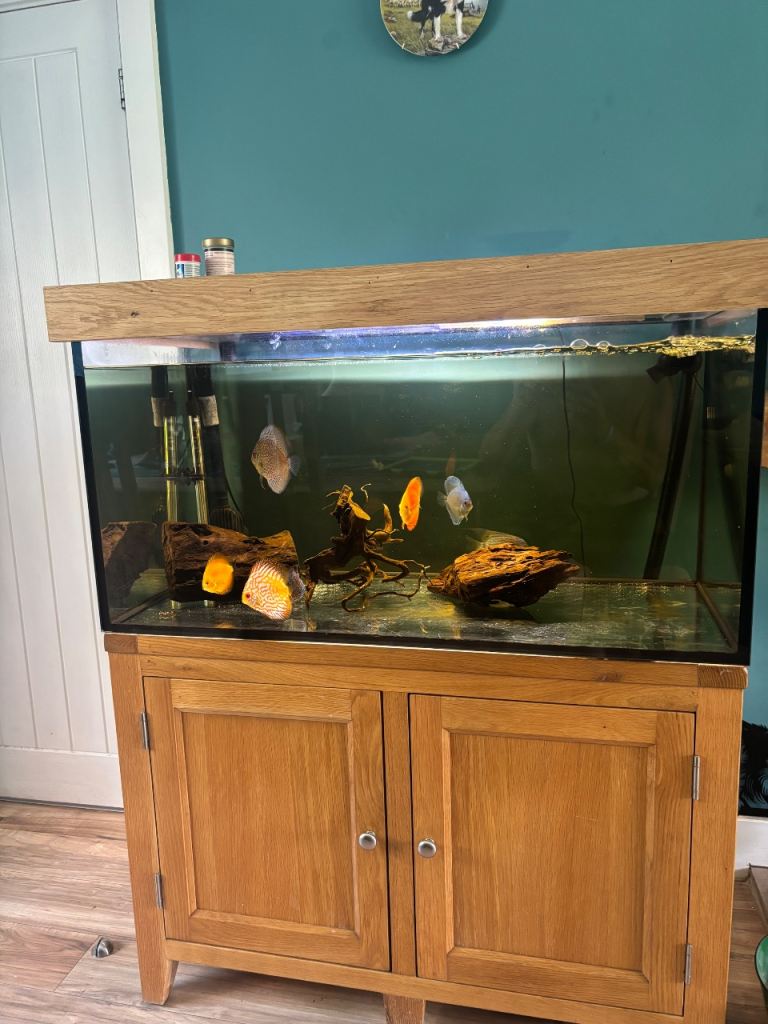 Aqua oak aquarium 
