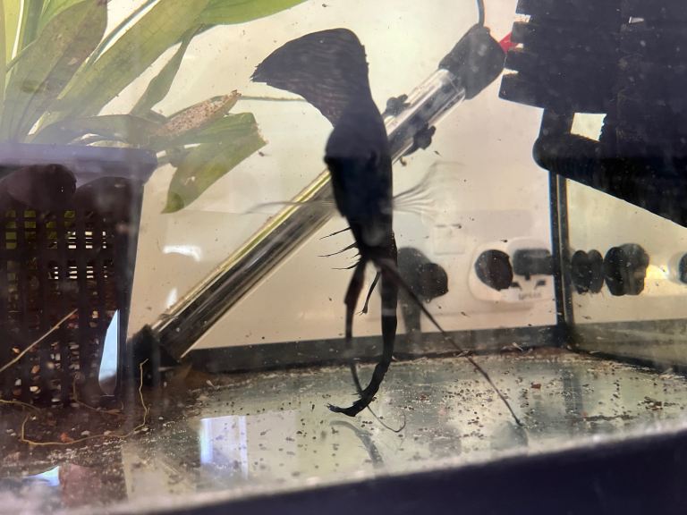 Black longfin ghost pinoy angelfish pair. 