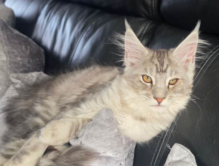 Stunning Maine Coon kitten