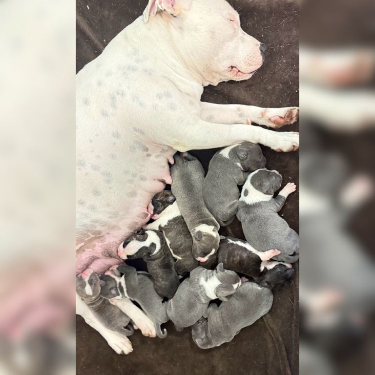 Staffordshire bull terrier puppies