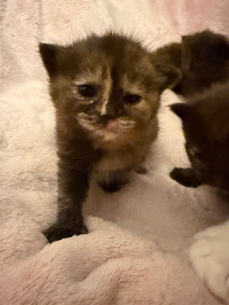 ALL RESERVED  Ragdoll cross girl kittens 