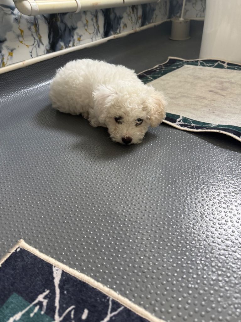 Maltese
