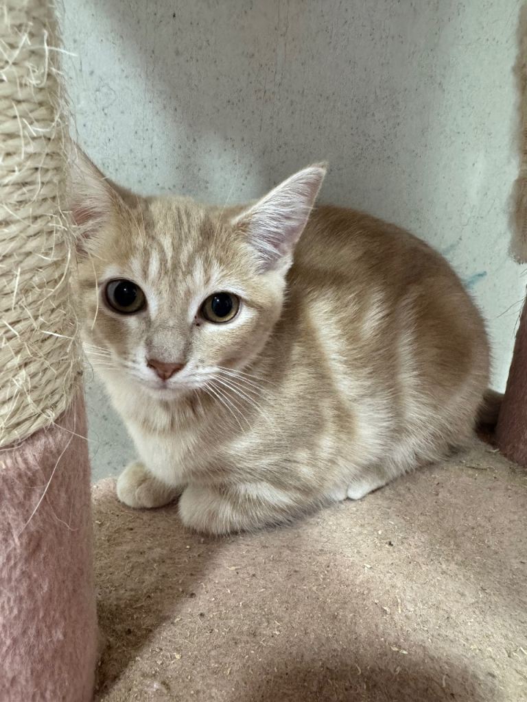Half Maine Coon kittens for sale 