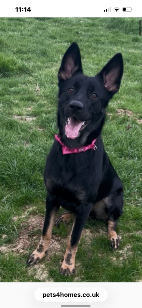 11 beautiful German shepherd for sale 