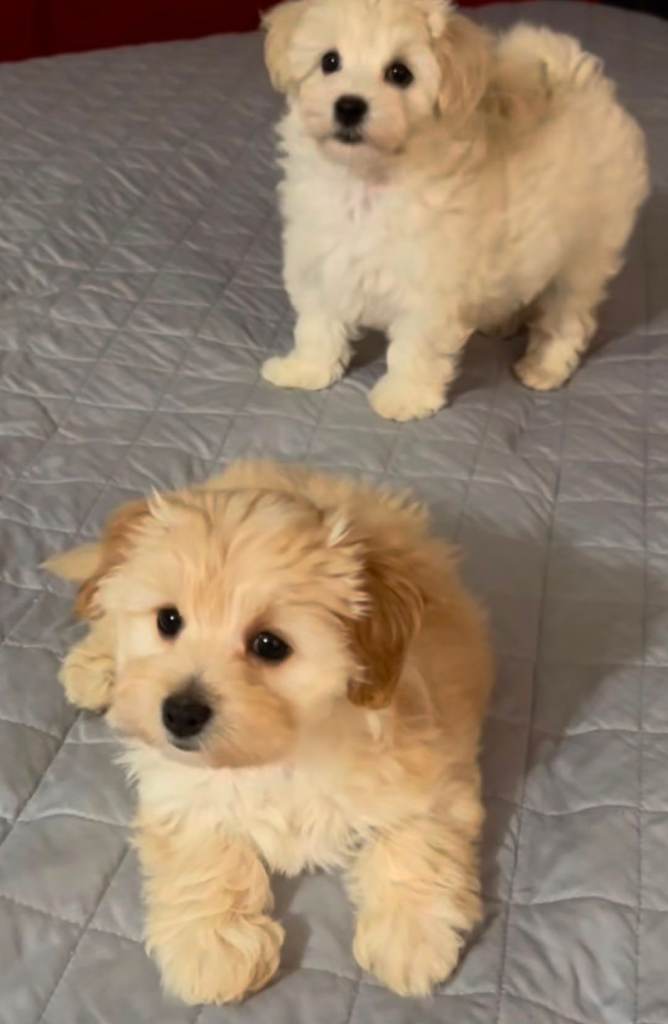 Maltipoo puppies 
