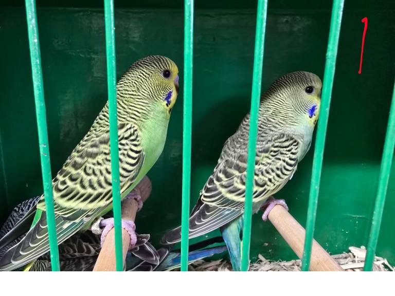 Baby Budgies
