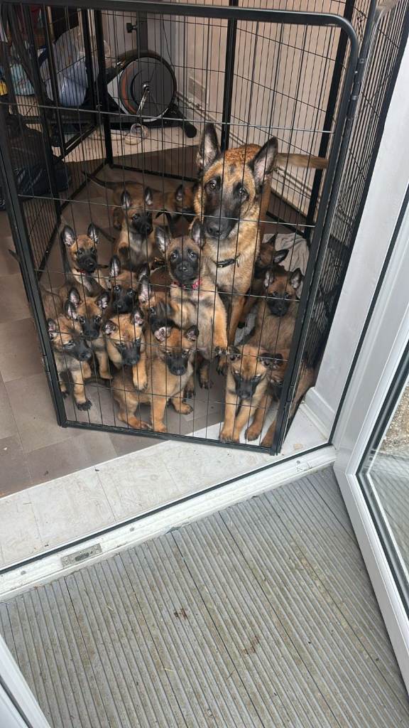 KC Registered Belgian Malinois had her first litter on 1st of January 2026