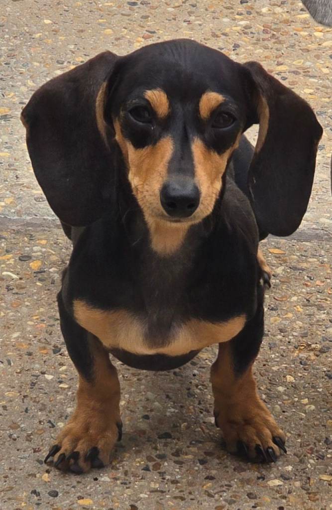 Kc Miniature Dachshund 10months old