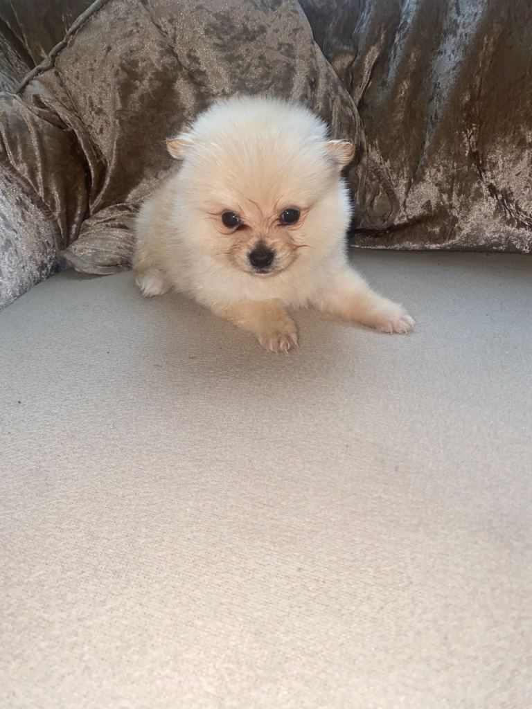 Pomeranian
