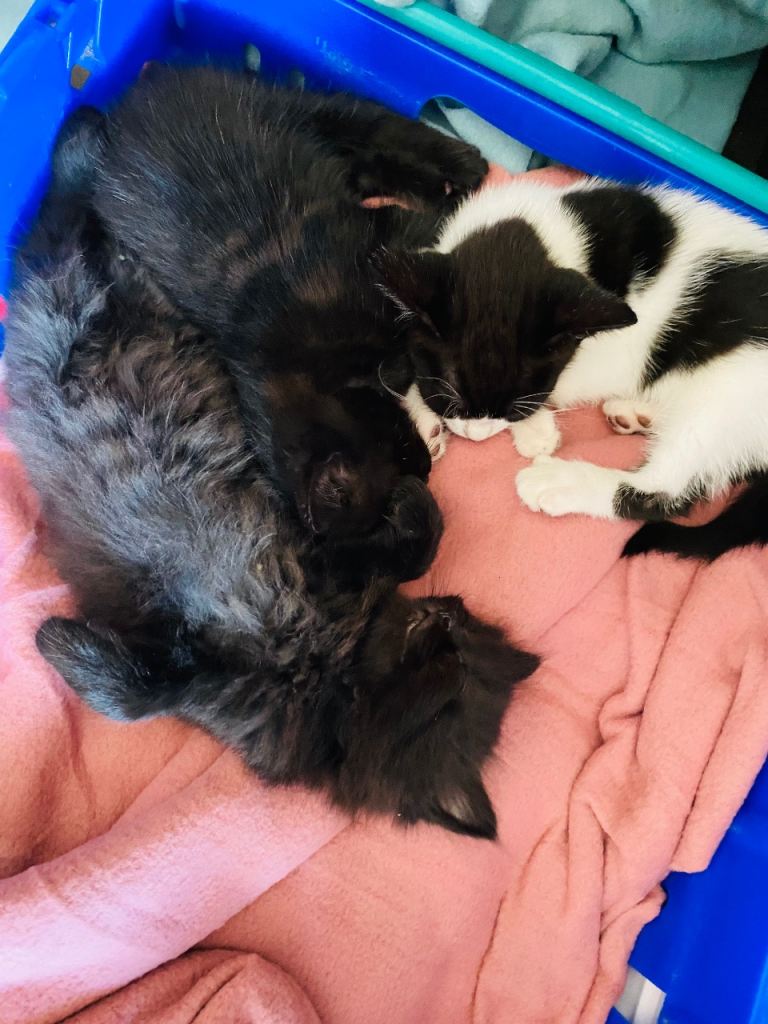3 kittens available 