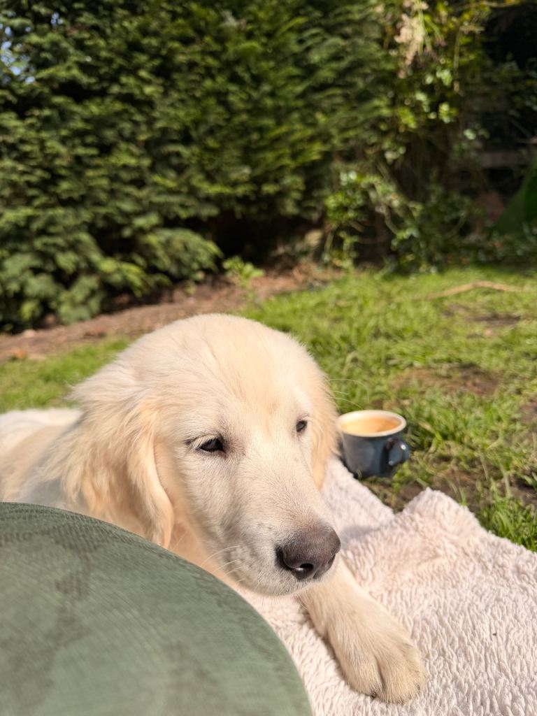Golden retriever cream
