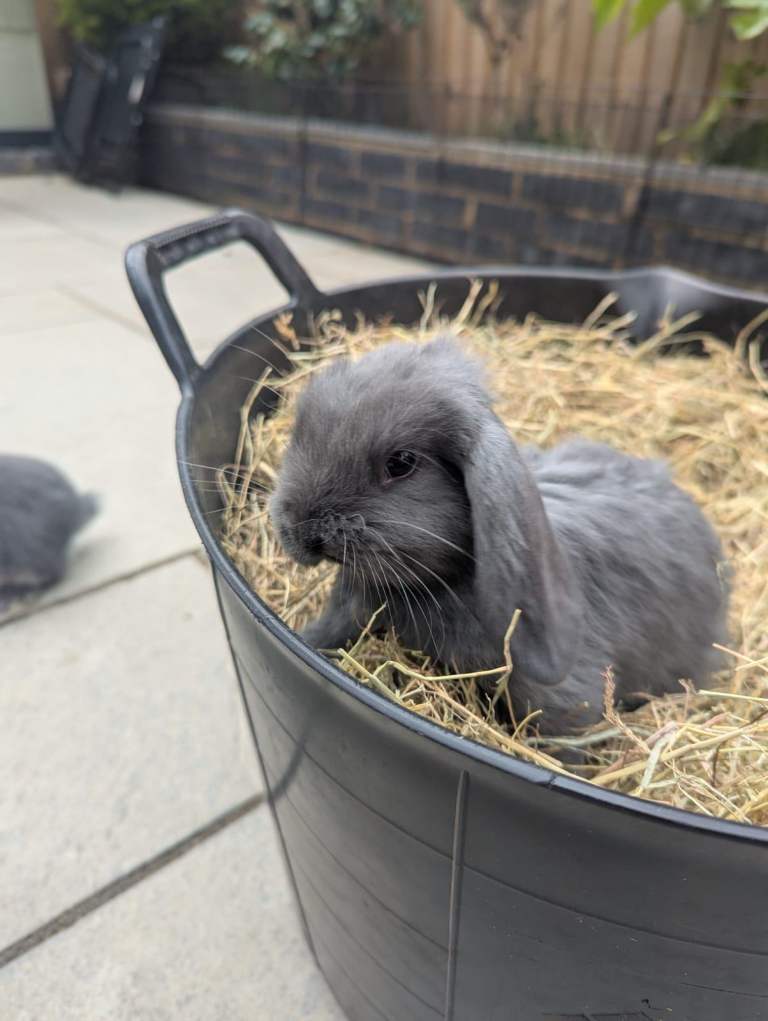 French Lop/ Mini Lop bunnies for sale
