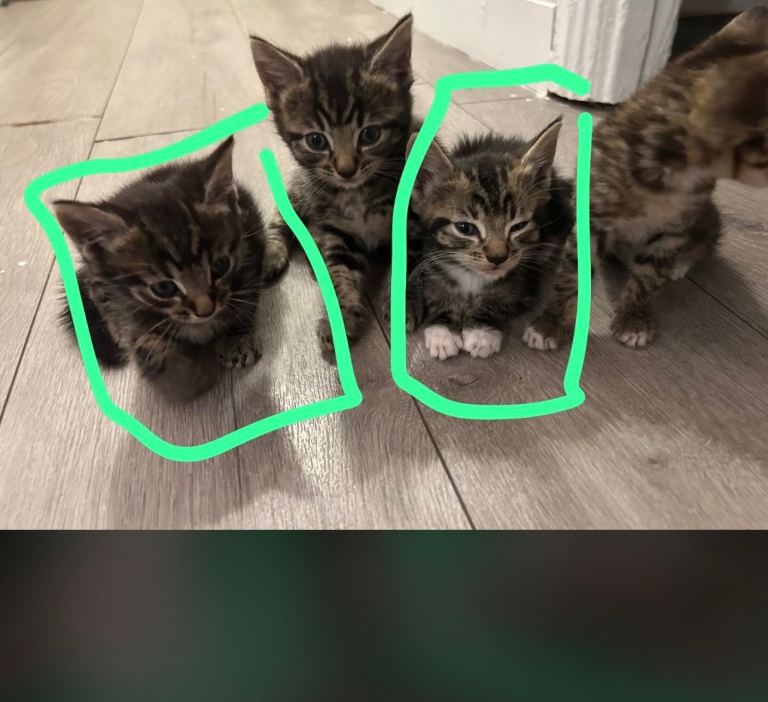 4 kittens for sale!  ready 18th Aug