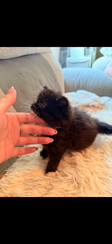 British short hair kittens 
