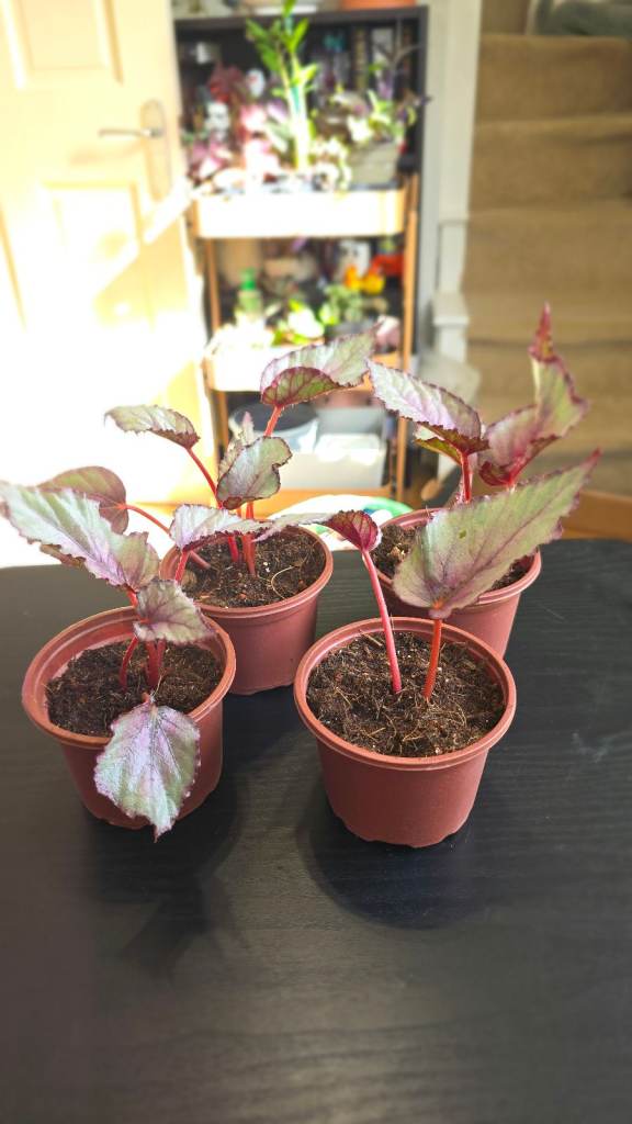 Begonia Plants - Home Grown and Potted