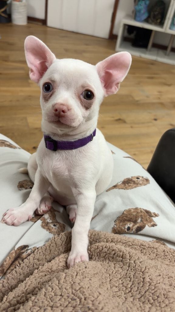 Chihuahua puppies for sale 