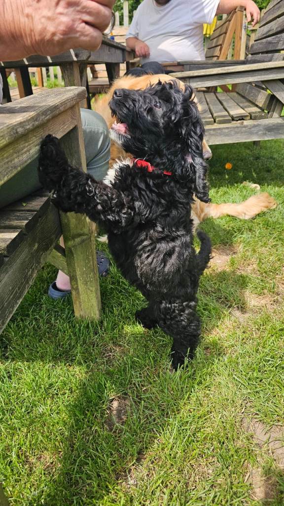Mini Cockapoo fully vaccinated puppy for sale