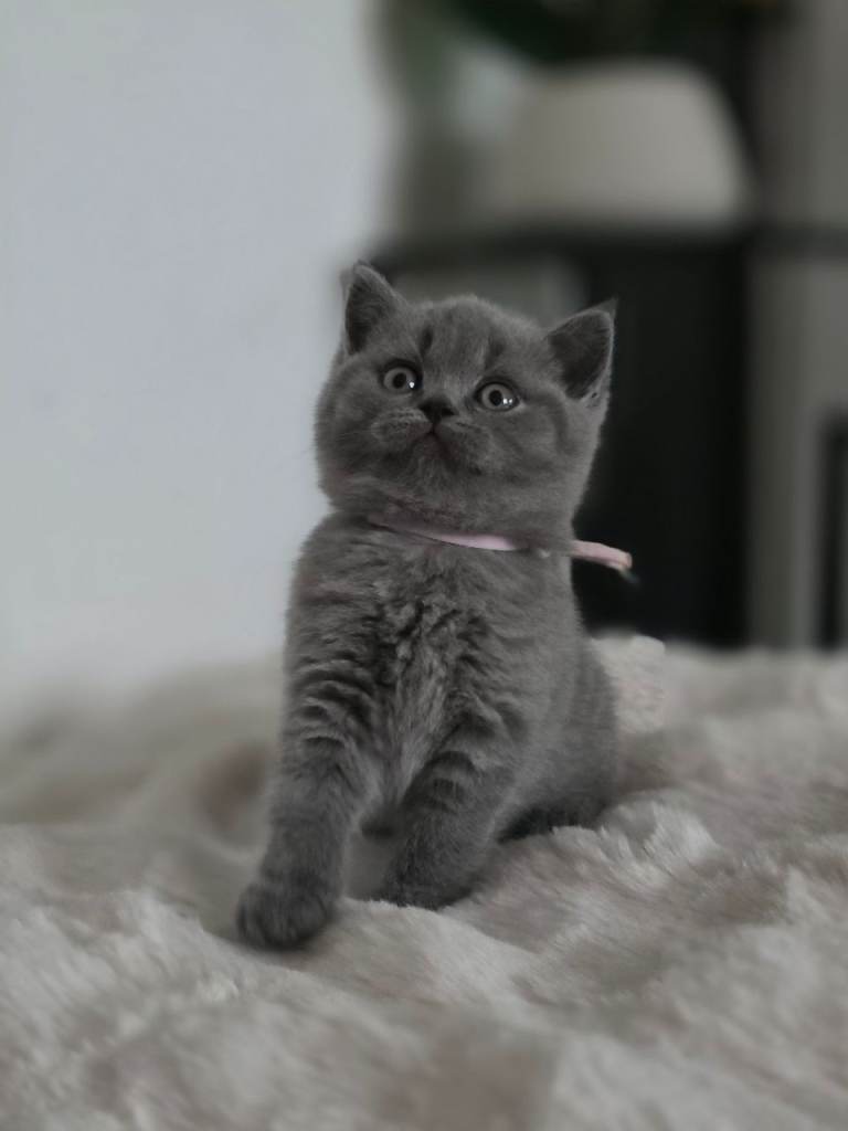 Gorgeous British shorthairs