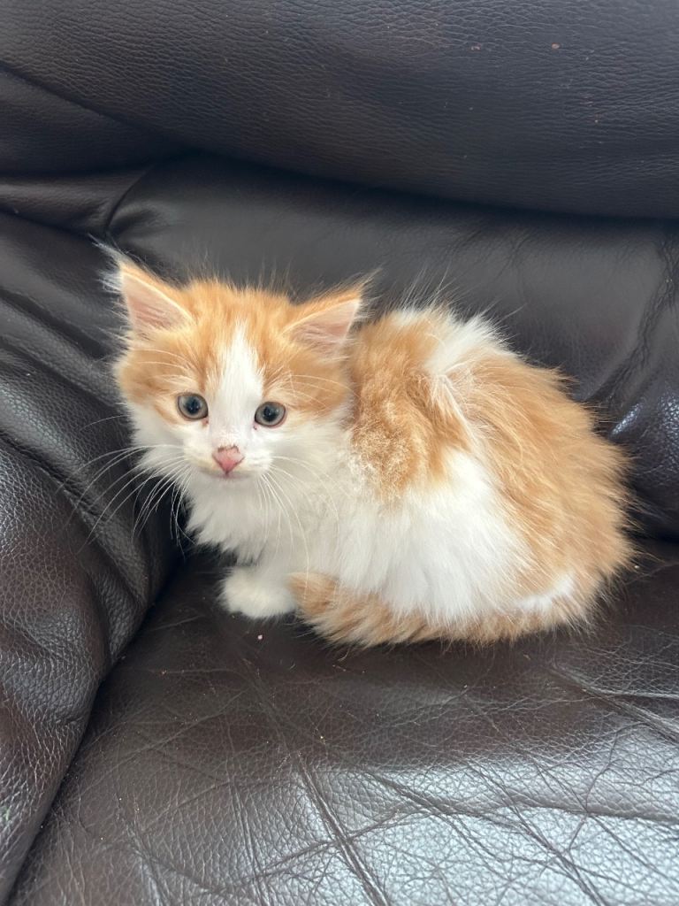 Kittens Fife, last wee ginger left. Ready to go.
