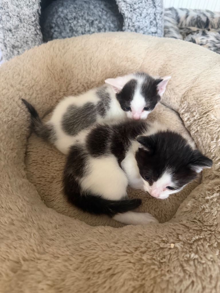 Kittens(boy and girl)