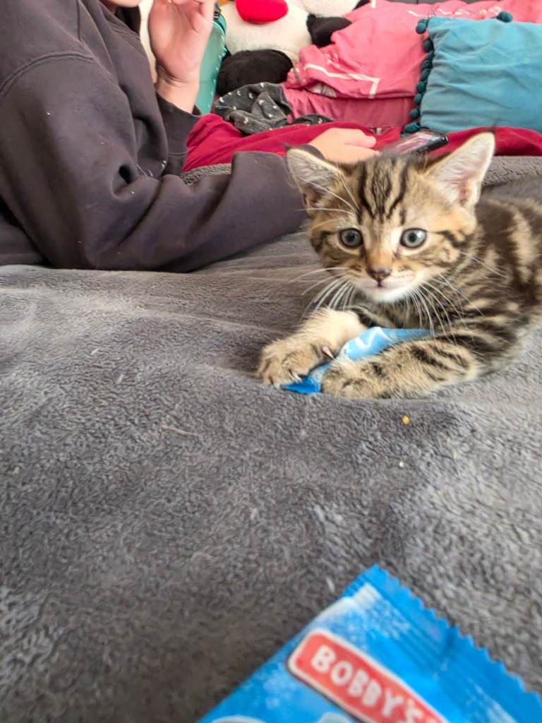 Beautiful kittens 