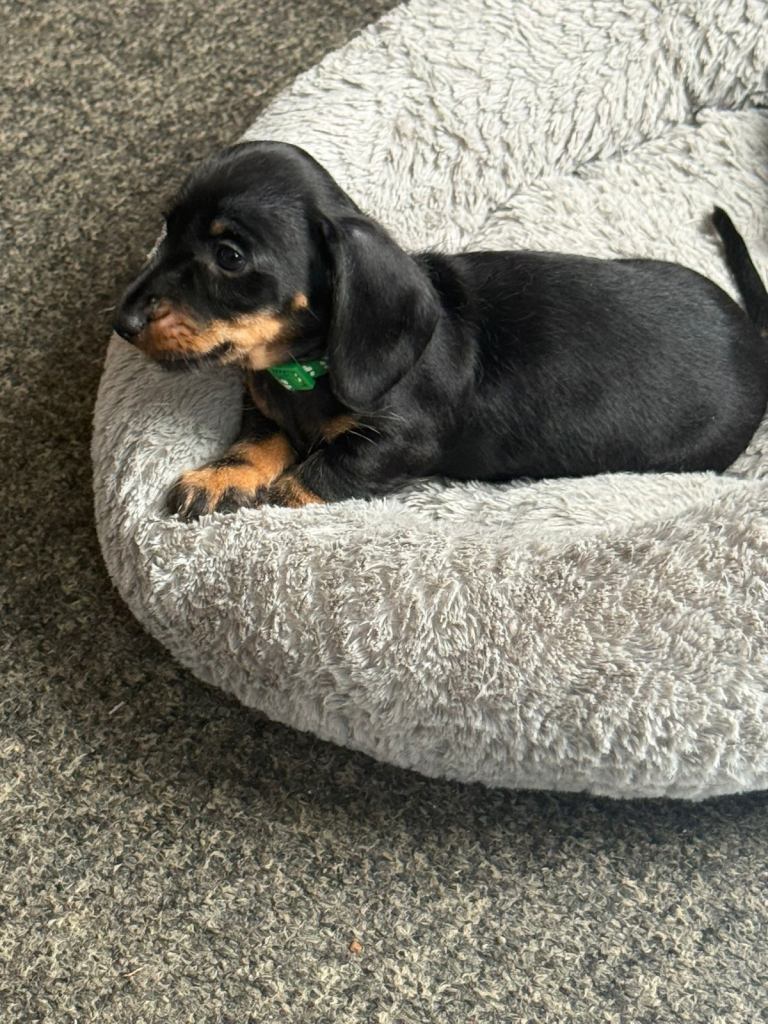 miniature dachshund 