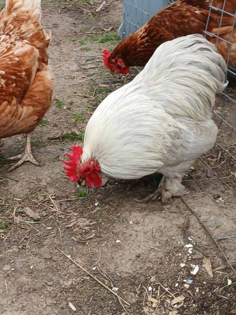 Lavender Pekin Bantam Cockerel Chicken FREE