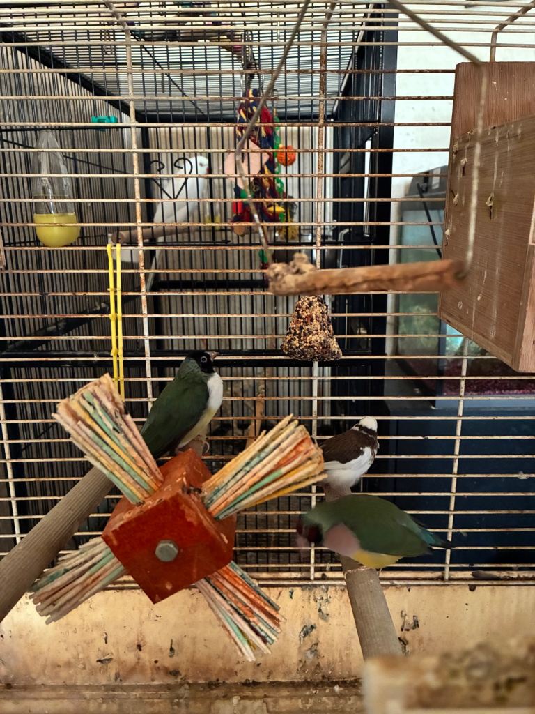 Birds and cages for sale 