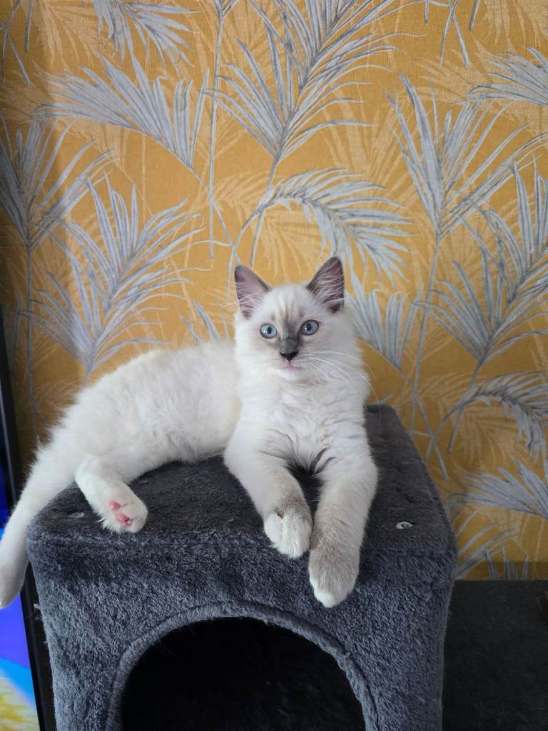 Ragdoll kittens 1 boy and 1 girl left