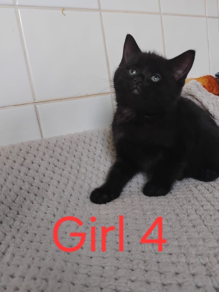 5 amazing kittens for sale