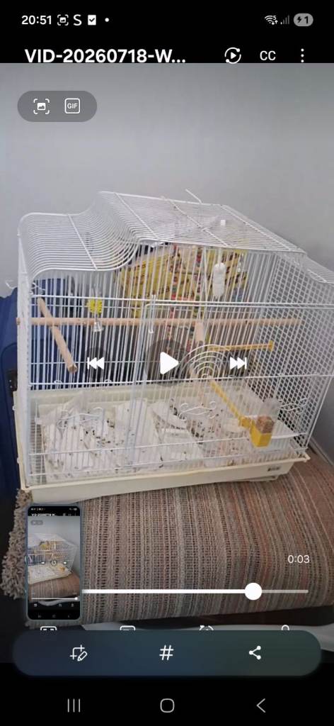 birds cage