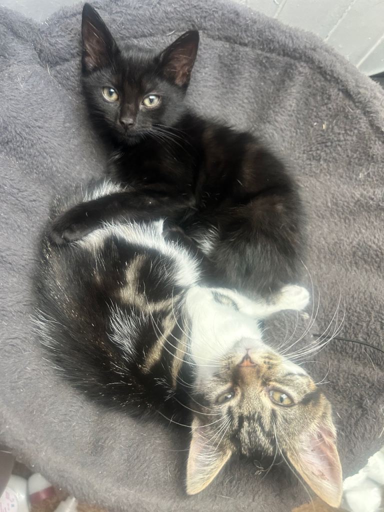 Kittens (2 Gorgeous Girls)