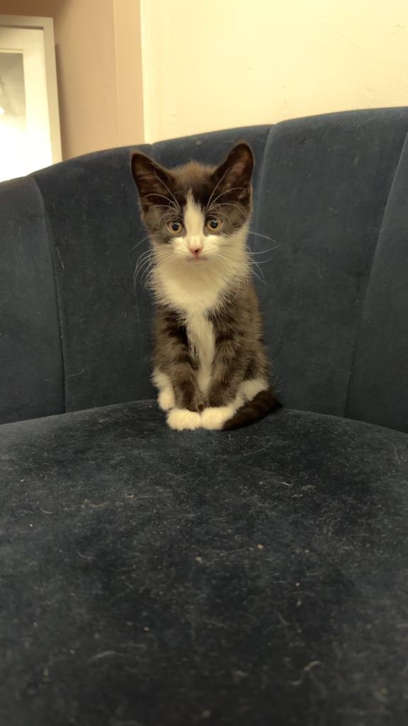 Female kitten available 