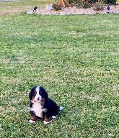 Bernese mountain dog pups