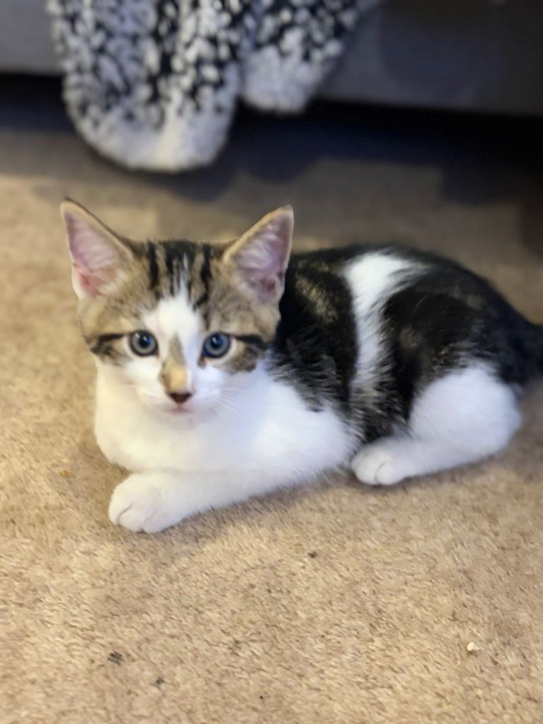 Tabby & White Shorthair Kittens 