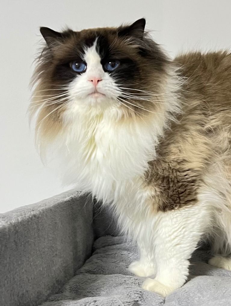 Lovely ragdoll boy