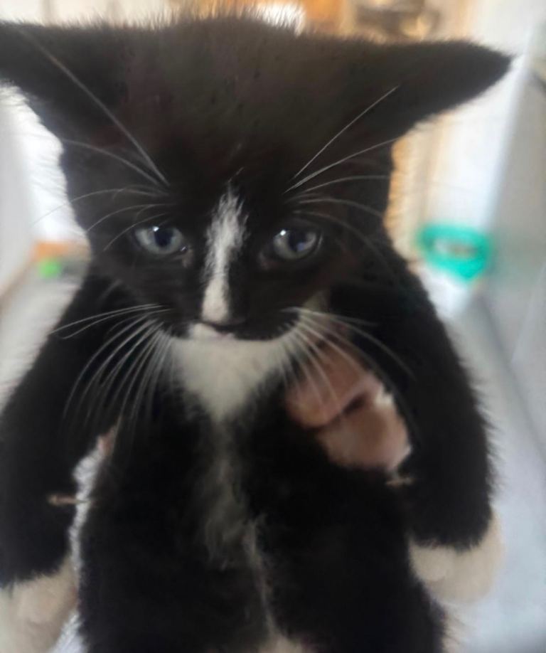 Gorgeous black and white kitten left for sale