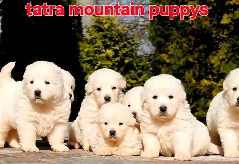 Tatra mountain sheepdog, owczarek podhalański 