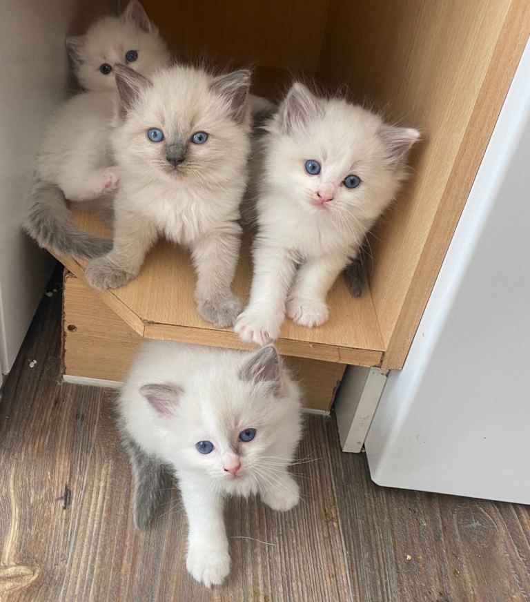 Male blue point & bicolour ragdoll kittens