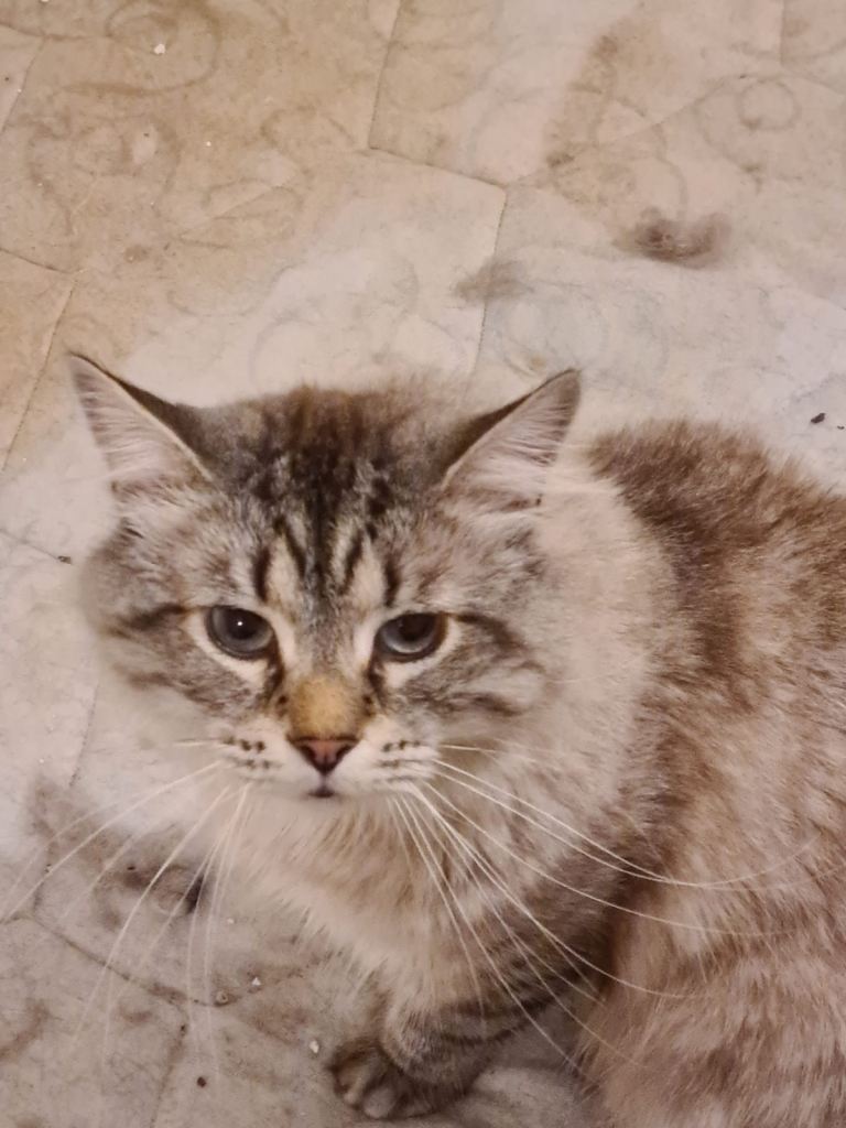 x1 Large Adult Male Cat Half Maine Coon Formerly a Re-Homed Cat