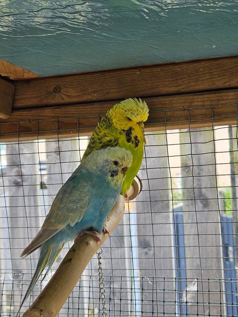 Pet Budgies + Handtame