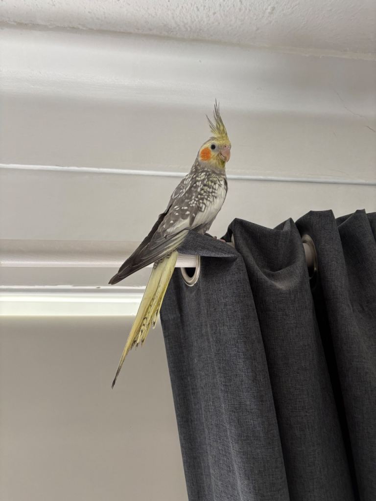 Handreared cockatiel