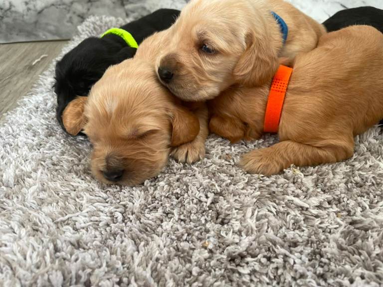 Cockerdor puppy's 