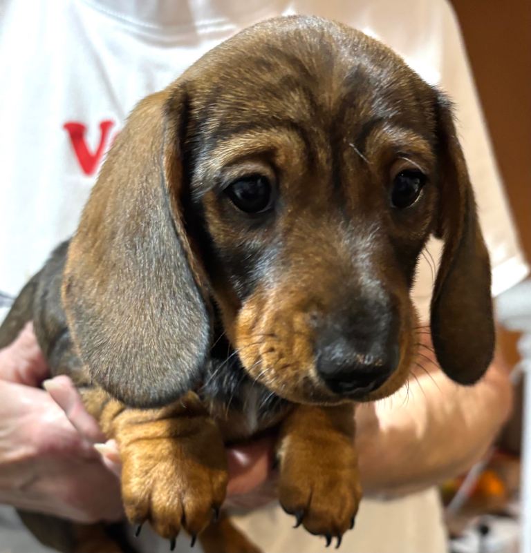Dachshund puppies