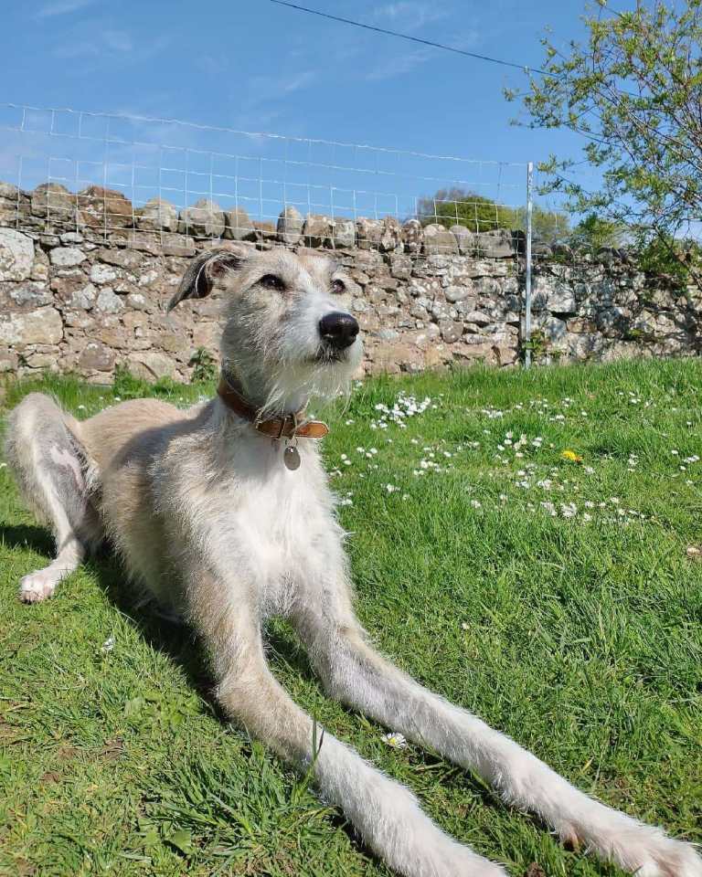 Lurcher, 6 years old for re-homing