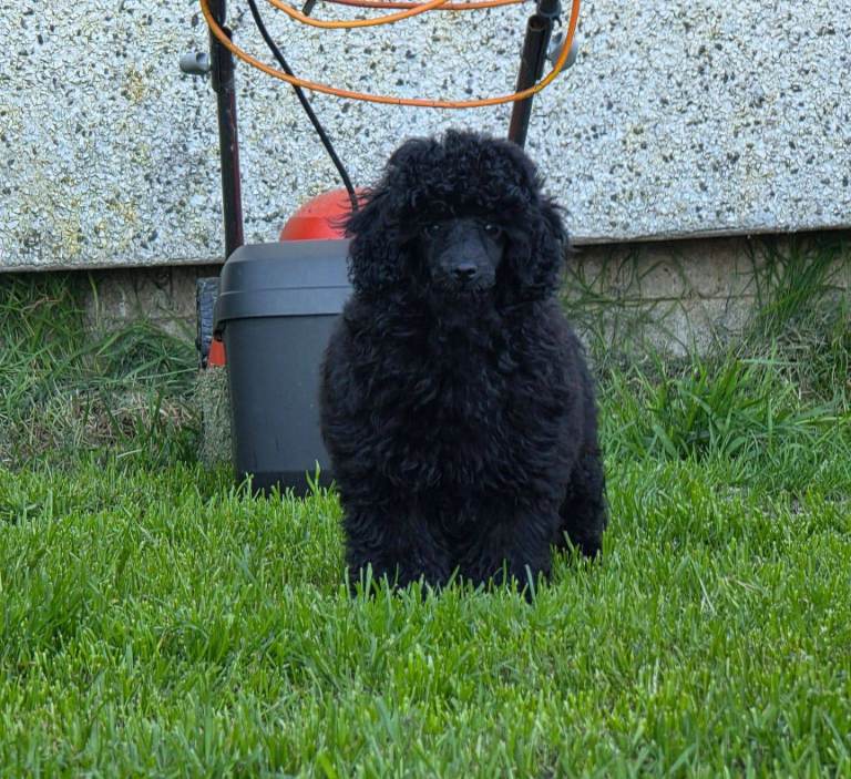 Toy poodle 