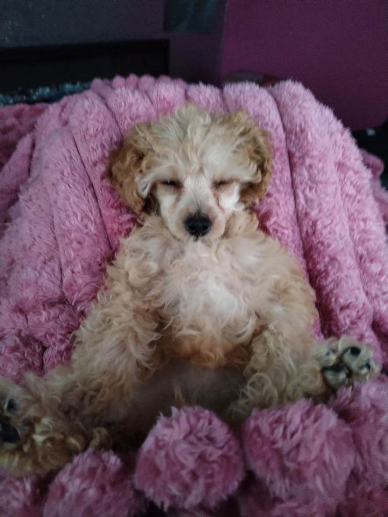 Toy Poodle 