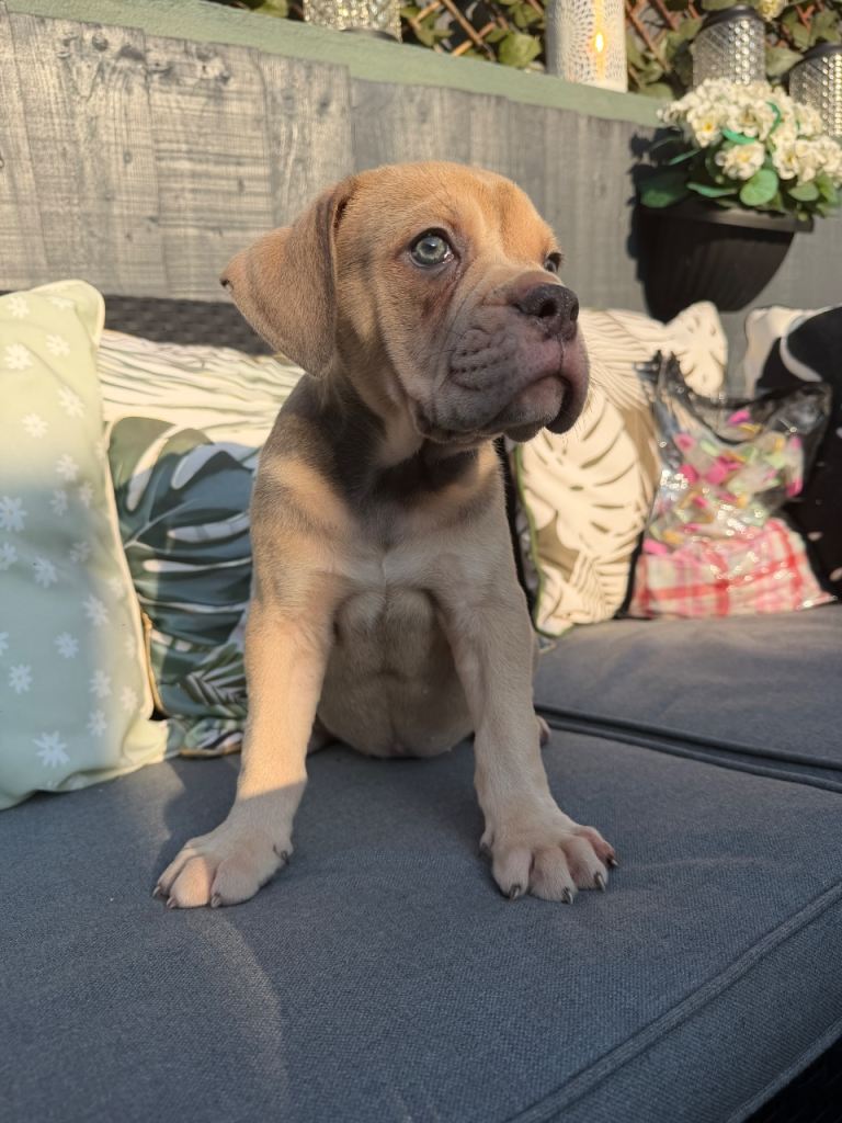Old English Bulldog Puppy