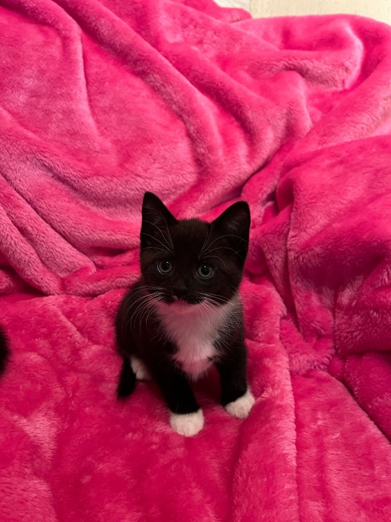 Tuxedo Kitten looking for her forever home 